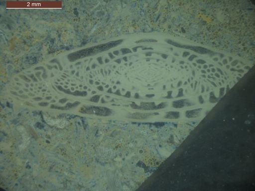 Triticites joensis
