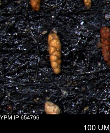 Verneuilinoides kansasensis