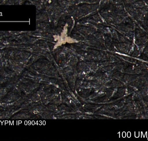 undet. Porifera