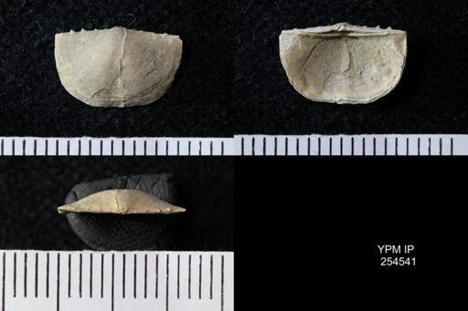 Chonetes sp.