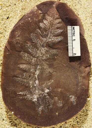 Pecopteris