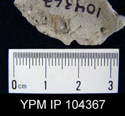 Protozeuga anticostiana