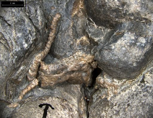 Aplocoma damesii