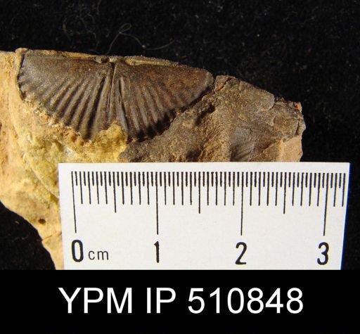 Eleutherokomma sp.