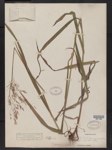 Bromus ciliatus
