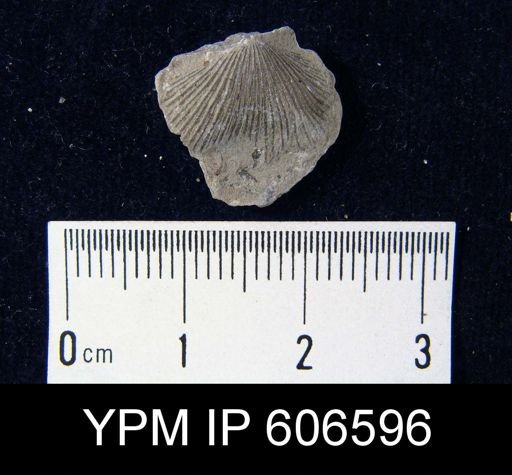 Dinorthis charletona