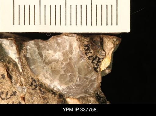 undet. Ostreidae