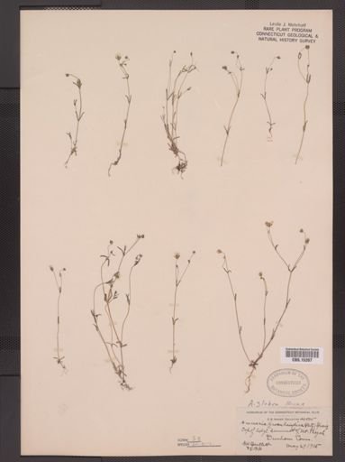 Arenaria glabra