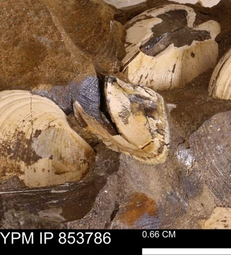 Parallelodon sp.