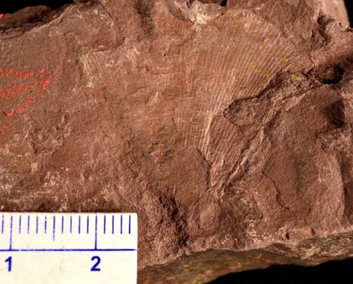 Archaeopteris obtusa