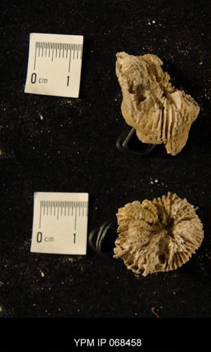 Aulacophyllum sp.