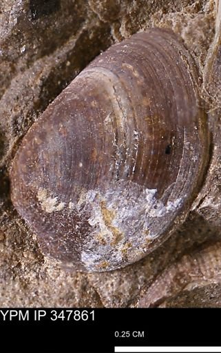 Limopsis striatopunctatus