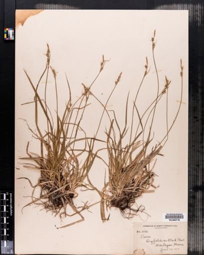 Carex