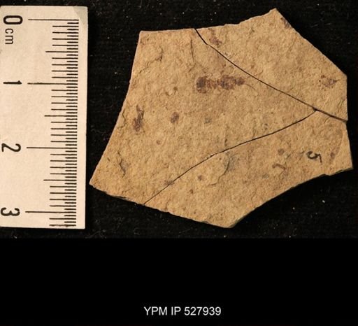 taxon undetermined