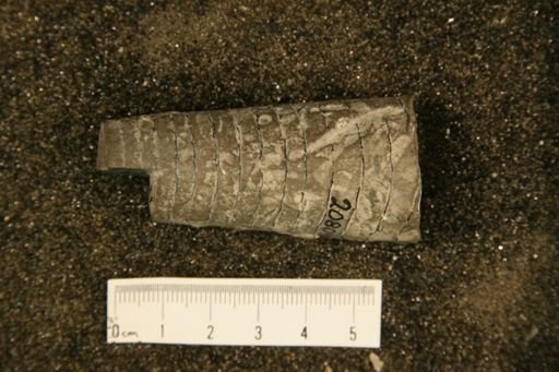 Ephippiorthoceras formosum