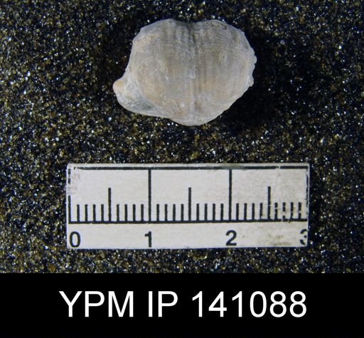 Marginifera typica