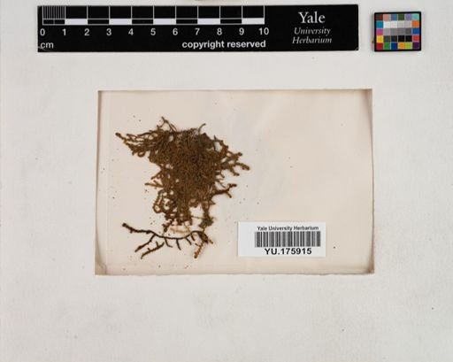 Plantae