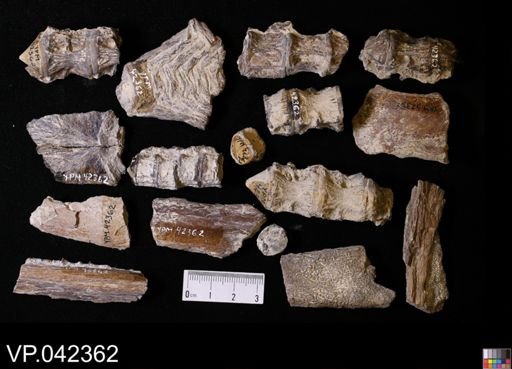 undet. Actinopterygii