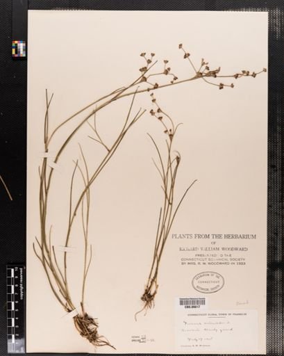 Juncus articulatus