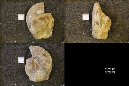 Jeletzkytes nebrascensis