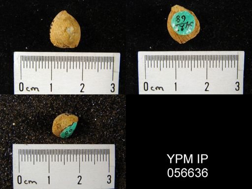 Uncinulus sp.