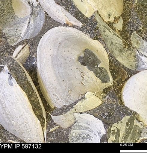 Limopsis striatopunctatus