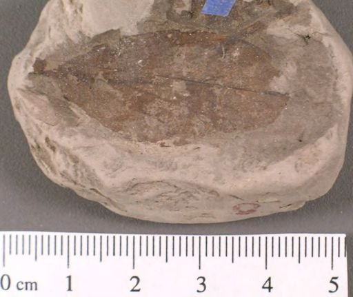 Andromeda latifolia