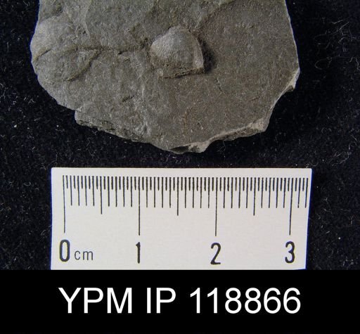 Dalmanella wisbyensis