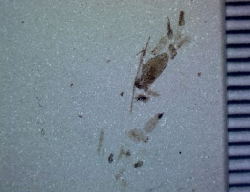 Coleoptera?