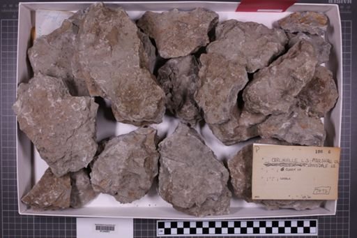 mixed taxa, stratigraphic collection