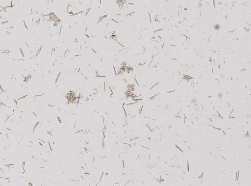 Ophlitaspongiidae