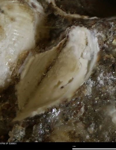 Corbulamella gregaria