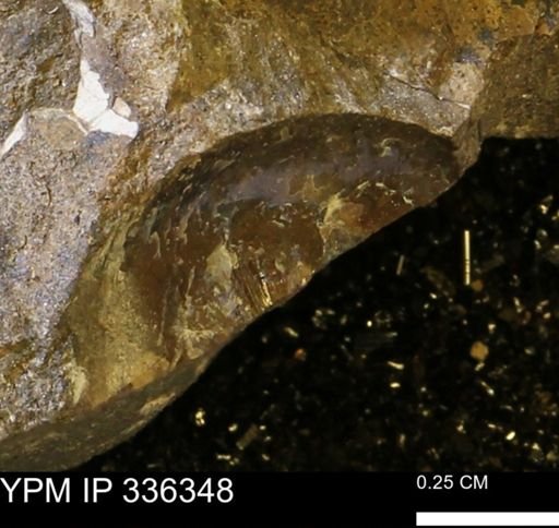 undet. Ammonoidea