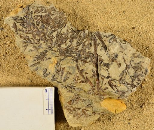 Triphyllopteris rarinervis