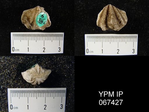 Delthyris perlamellosa