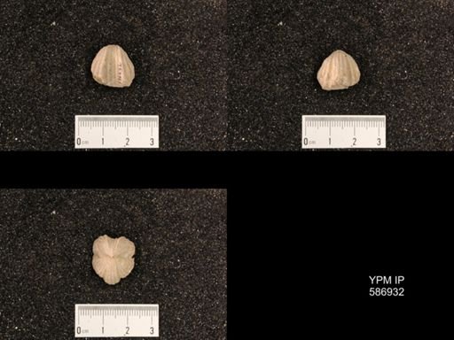 Rhynchotrema capax