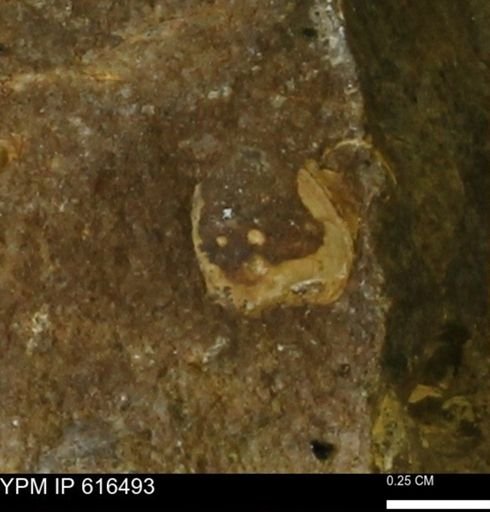 Protocardia subquadrata