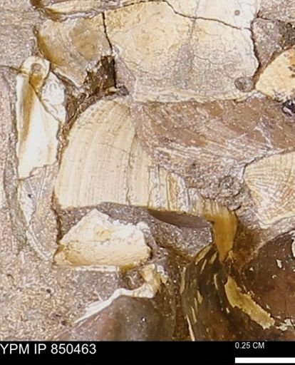 Limopsis striatopunctatus