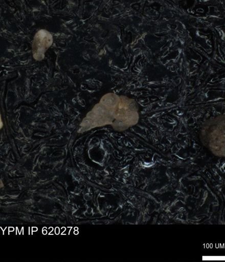 undet. Heterohelicidae