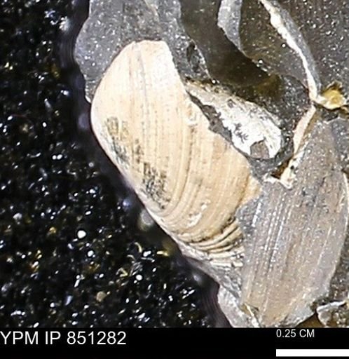 Limopsis striatopunctatus