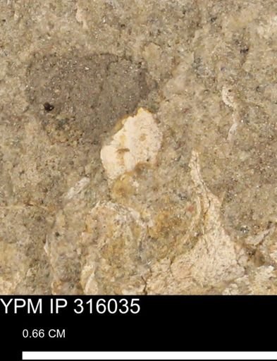 undet. Mollusca