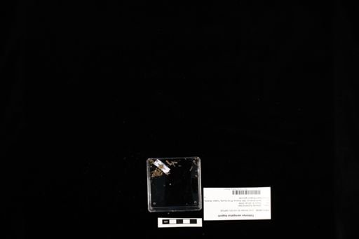 Coleonyx variegatus bogerti