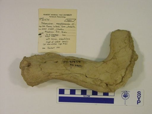 Potamosiren magdalenensis
