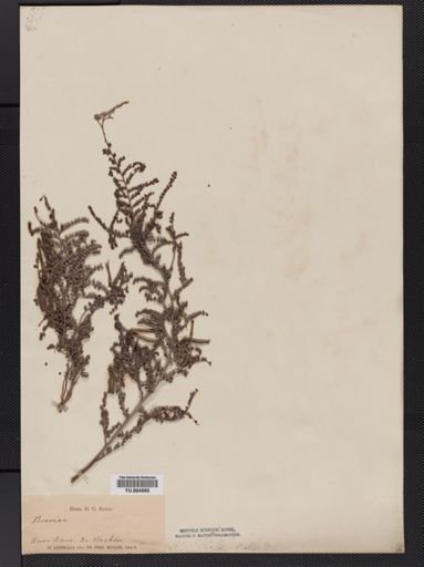 Bossiaea