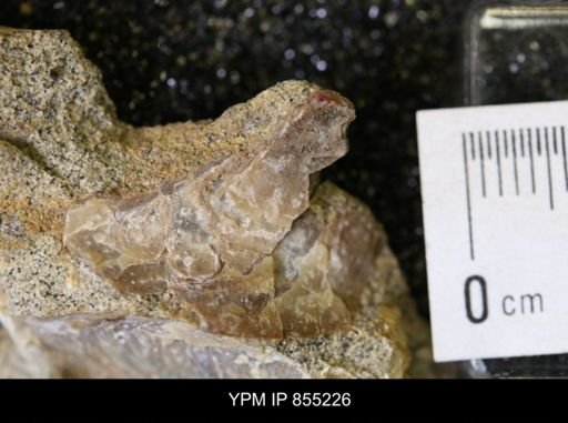 undet. Bivalvia