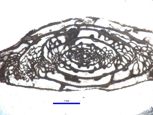 Triticites elegantoides
