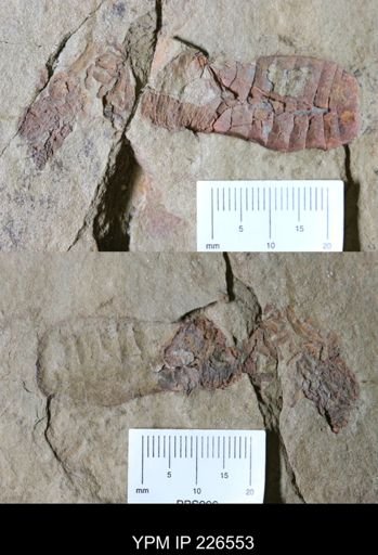 undet. Echinodermata