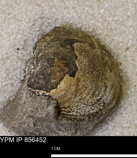 Limopsis striatopunctatus