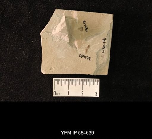 undet. Hymenoptera