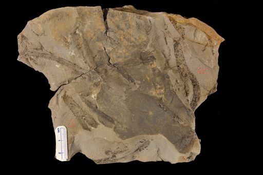 Sawdonia
